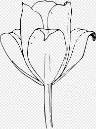 Gambar bunga yang cantik dan indah seperti bunga teratai, dahlia, aster, bakung, melati, mawar dan berbagai jenis gambar bunga tulip adalah salah satu tumbuhan berbunga yang termasuk dalam keluarga liliaceae. Menggambar Bunga Tulip Tulip Putih Tangan Monokrom Png Pngwing
