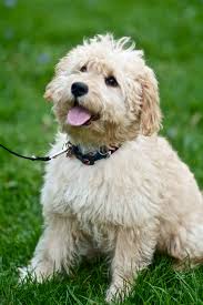 Maybe you would like to learn more about one of these? Miniature Goldendoodle Labradoodle Puppies For Sale Goldenbelle Doodles