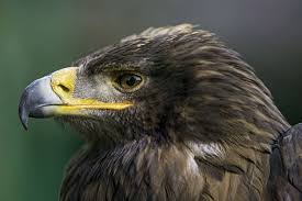 Profile Of A Steppe Eagle Eagle Steppe Animal Photography