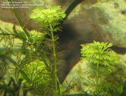 Image result for Limnophila indica