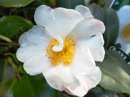 Cleopatra White Camellia Sasanqua Camelia
