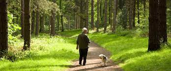 A walk in the woods. Walking Trails At Leigh Woods Forestry England