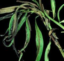 Image result for venturia saliciperda willow tree