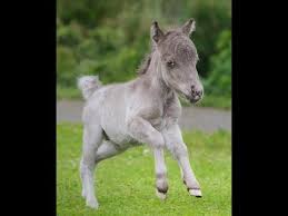 самый большой конь в мире занесенный в книгу гиннеса Samyj Malenkij Zherebyonok V Mire Rodilsya V Lenoblasti Youtube