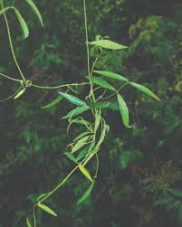 Image result for Secamone