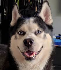 Find the husky. Easy level