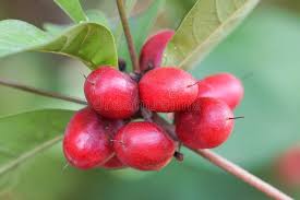 Image result for Synsepalum