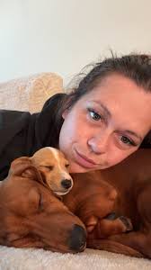 New dachshund puppy introduction