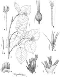 Image result for Coptosperma supra-axillare