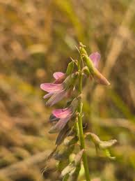 Image result for Astragalus atropilosulus