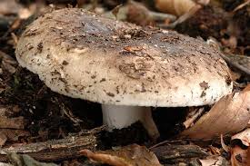Image result for Russula perlactea
