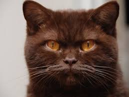 019 Jpg 400 300 Pixels Petit Chat Minou Chat