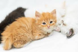 Kennel hounds, dogs and all kinds of cats. Colorado Siberian Cats Colorado Siberian Cats Website
