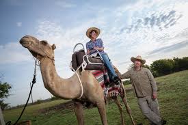 When the animals began to work for man, the camel lived in a desert because he was idle and refused to help. Every Day Is Hump Day Texas Co Op Power