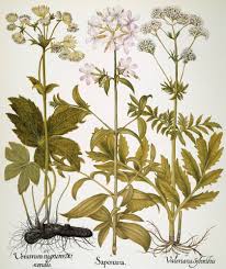 Image result for Valerianaceae