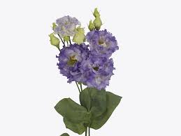 Image result for eustoma Balboa