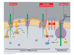 Introduction To Cellular Respiration Copyright 2009 Pearson Education