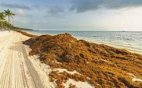A través del sitio webcamsdemexico, las cámaras en vivo nos muestran imágenes de las playas de cancún totalmente libres de sargazo y luciendo en todo su esplendor. Sargazo Gran Cantidad A Punto De Llegar A Cancun Y Riviera Maya Noticias De Turismo Reportur
