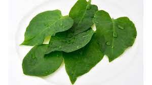 Sering digunakan sebagai gendola atau gapura yang melingkar di atas jalan taman. 4 Manfaat Daun Binahong Untuk Kesehatan