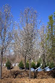 Check spelling or type a new query. Pear Chanticleer Flowering For Sale In Boulder Colorado