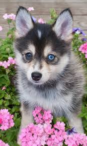 Black And White Pomsky With Blue Eyes Pomsky Dog Everything You Need To Know About Pomskies Pomsky Dog Pomsky Puppies Puppy Backgrounds