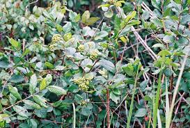 Image result for Crossopteryx