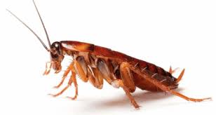 how to remove cockroach from kitchen on