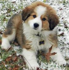 Rigby The Great Pyrenees Mix Cute Animals Cute Dogs Cute Puppies