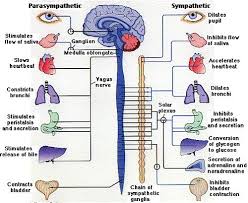 Pins Pots And Procrastination Pins And Procrastination Peripheral Nervous System Autonomic Nervous System Parasympathetic Nervous System