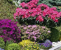 La terre de bruyère est à l'origine produite par la décomposition des feuilles mortes de la bruyère. Plantes De Terre De Bruyere Pour Un Jardin Couloir