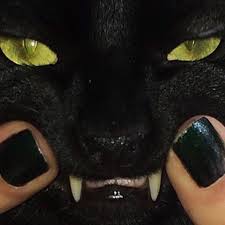 Kocajas Cats Grunge Aesthetic Cute Animals