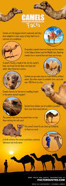 Although fans knew that deluca loved to play the guitar, did they also know that he was a fan of the beatles and rolling stones? Amazing And Interesting Camels Facts You Didn T Know Facts Facts You Didnt Know Bible History