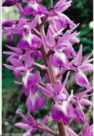 Image result for Ypsilopus erectus