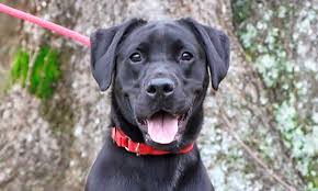 Maybe you would like to learn more about one of these? These Nashville Based Doggies Are Up For Adoption And In Need Of A