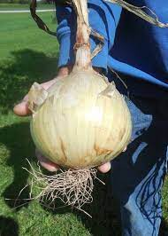 Check spelling or type a new query. Ailsa Craig Onion Ø¨Ø°ÙˆØ± Ø§Ù„Ø¨ØµÙ„ Ø§Ù„Ø¹Ù…Ù„Ø§Ù‚ Local Roots