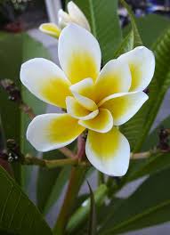 Dari nama keduanya sudah jelas berbeda, tapi memang mudah tertukar. 8 Jenis Bunga Kamboja Si Cantik Yang Mengandung Kisah Mistis