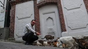Yiyecek Bulamayan Kedi Ve Martilara Mahalle Imami Sahip Cikti