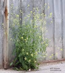 Image result for Sisymbrium orientale