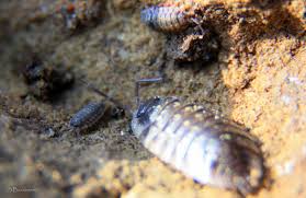 Jest to nasze osobiste zwierze mocy. Five Steps From The Road 5 Krokow Od Szosy Stonoga Murowa