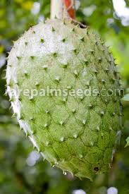Image result for Annona muricata