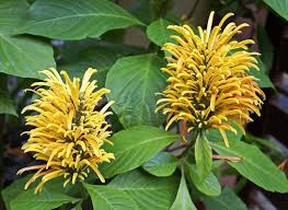 Image result for Justicia odora