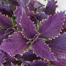 We did not find results for: Wholesale Coleus Rooted Plug Liners