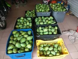 Pengusaha tanaman harum manis pertama di kelantan membuktikan mangga komersial terbabit juga mampu diusahakan di. Harum Manis Termurah Perlis Beseri Kangar Padang Besar Beseri 2021