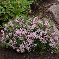Image result for Deutzia