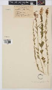 Image result for Crotalaria laburnoides