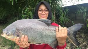 Mancing Di Kolam Ini Bikin Istri Ketagihan Monstero Fishing Park Sidoarjo Youtube