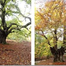 Said legionnaires' disease bacteria could be present in water systems and could cause serious illness to staff when buildings reopen after a lengthy closure. Epping Forest Ancient Beech Pollards Fagus Sylvatica That Have Not Download Scientific Diagram