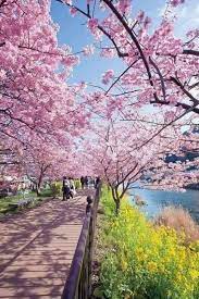 Nak tahu dengan lebih lanjut, sila baca artikel di bawah! Destinasi Bajet Bunga Sakura Di Jepun Bila Tiba Musim Facebook