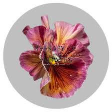 Image result for eustoma flamenco