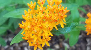 Illinois Has An Abundance Of Milkweeds University Of Illinois Extension